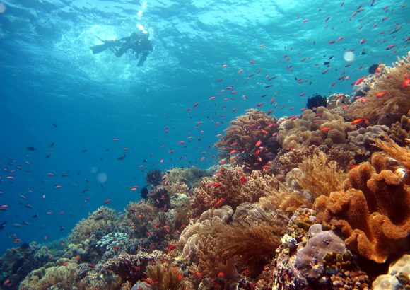 Keindahan Bawah Laut Maluku Barat Daya (MBD)