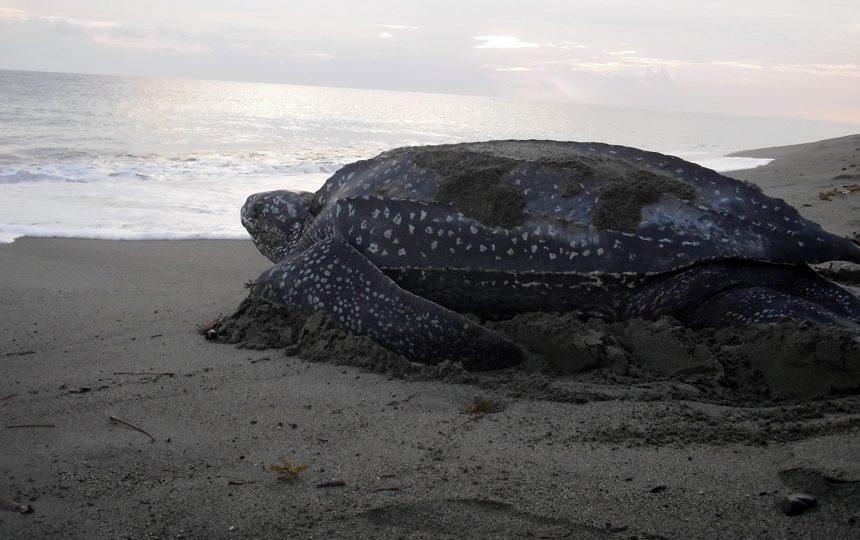 JEEN WOMOM Akhirnya Ditetapkan Menjadi Kawasan Konservasi Pesisir dan Pulau-pulau Kecil (KKP3K) JEEN WOMOM Akhirnya Ditetapkan Menjadi Kawasan Konservasi Pesisir dan Pulau-pulau Kecil (KKP3K)