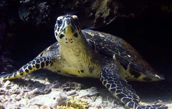 Hawksbill In Labengki Island