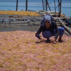 Pengeringan Rumput Laut di Desa Tanjung