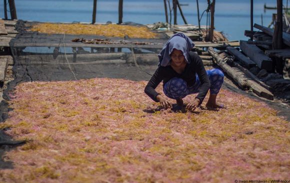 Seaweed Drying in Tanjung Bunga Village