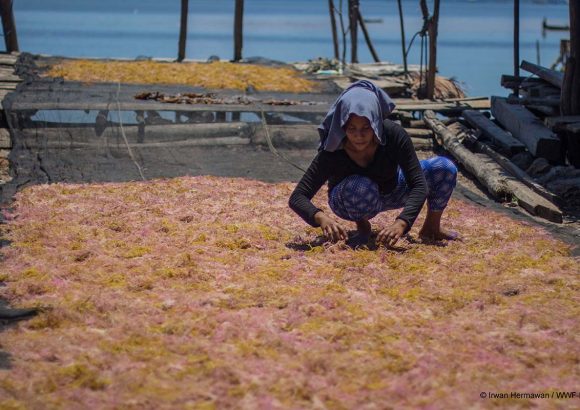 Pengeringan Rumput Laut di Desa Tanjung