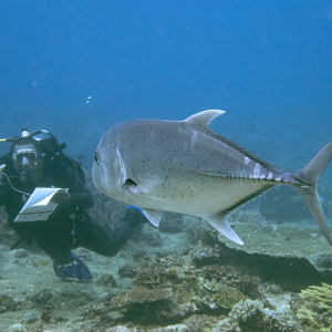 00_Cover_Fakhrizal Setiawan