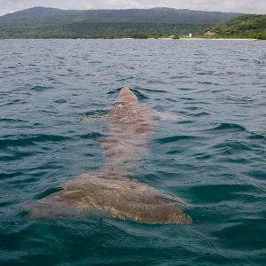 01_Preserving Natural Capital_Alor_by JG Photo_Yudha Baskoro (26)