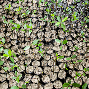 05_Sustainable Financing_Alor_by JG Photo_Yudha Baskoro (18)