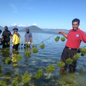 FoRLa  bersama para pembudidaya melakukan panen rumput laut_WWF Indonesia_Candhika Yusuf