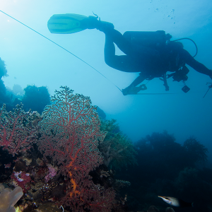 Kipas Laut dan Rollmaster Kipas Laut dan Rollmaster