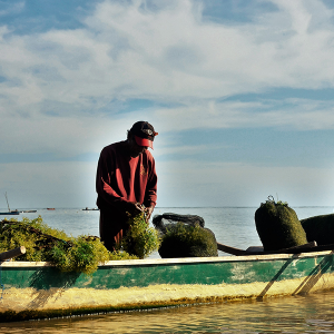 NUR AHYANI_Panen Rumput Laut oleh Pembudidaya Binaan FoRLa di Desa Bana – Alor NUR AHYANI_Panen Rumput Laut oleh Pembudidaya Binaan FoRLa di Desa Bana – Alor