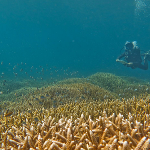 Peneliti Benthik – Evi Nurul Ihsan WWF-Indonesia Peneliti Benthik – Evi Nurul Ihsan WWF-Indonesia