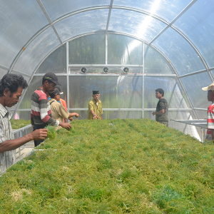 Penjemuran RL dalam Dome_Nur Ahyani_13 Penjemuran RL dalam Dome_Nur Ahyani_13