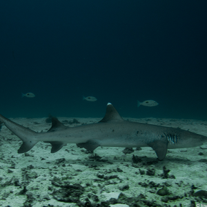 Triaenodon obesus Triaenodon obesus