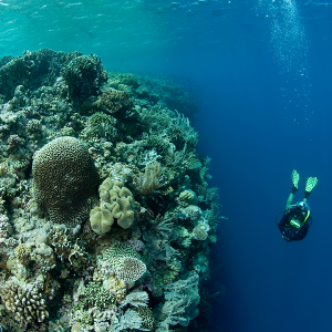 Wanci underwater, Wakatobi. Credit_ Jürgen Freund_WWF Wanci underwater, Wakatobi. Credit_ Jürgen Freund_WWF