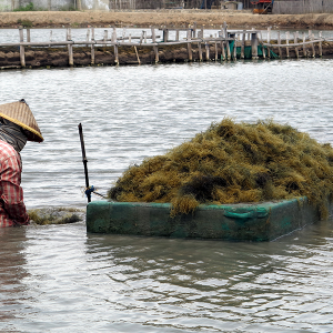 panen gracillaria di sinjai_Idham Malik panen gracillaria di sinjai_Idham Malik