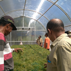 solar dryer solar dryer